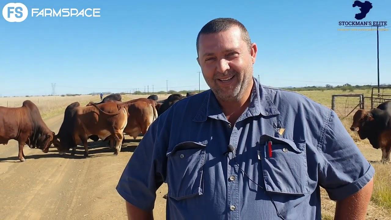 Stockman's Elite Boran Veiling 2021 - Ons gesels bietjie met MC