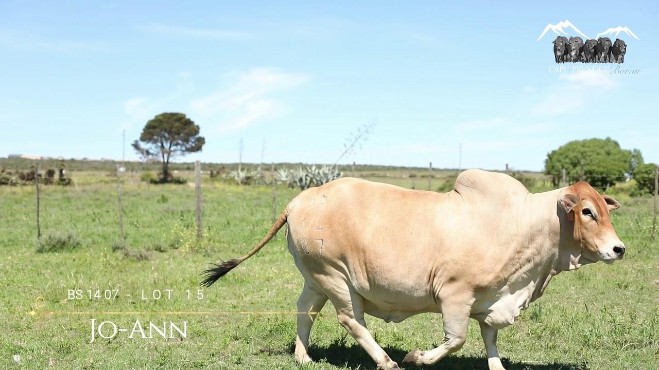 Boran Cape Prestige Auction BS 1407 - Lot 15 Jo-Ann