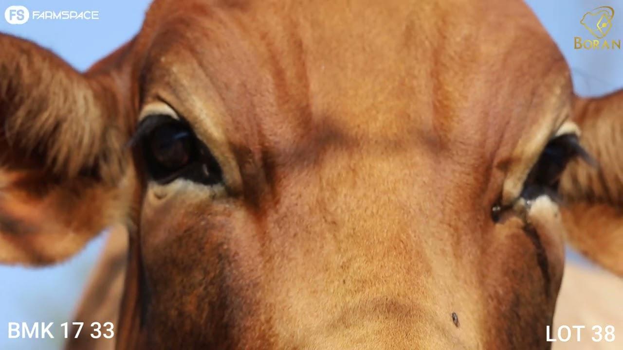 Lot 38 | BMK 17-33 | Savanna Borane | Road to the Boran National Auction | 15 July 2023