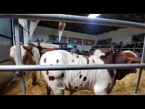 Hurwitz Farming het sopas lot 3 gekoop vir 'n massiewe R1,1 miljoen.