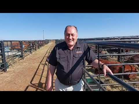 Meerkat Online Auctions en hulle rol in hierdie Hotspot Cattle Veiling.