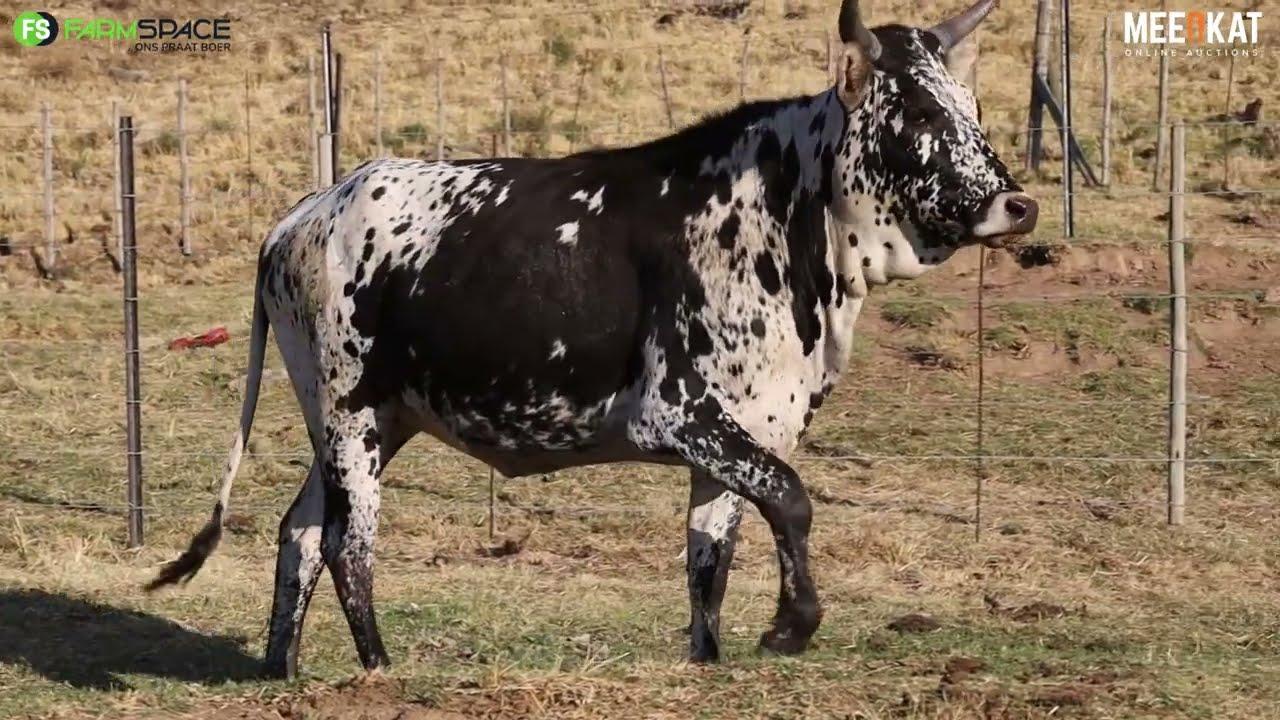 Lot 66 | RVS 20-702 | Babazeka Ngunis by die Nguni Regainer Veiling op 12 Oktober 2023