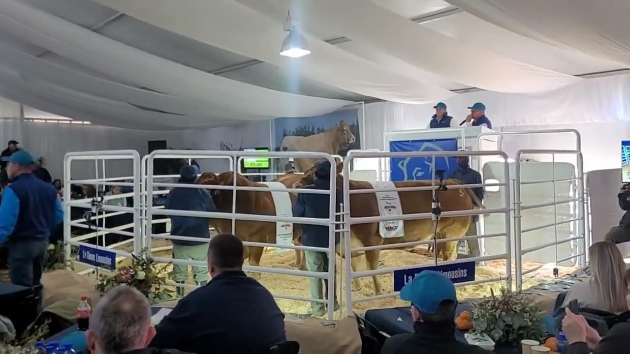 Eerste Lot by La Rhone Limousins, 'n Semen lot...