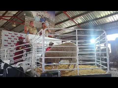 Heuningkrans Merino Ram Veiling 2021 - 1