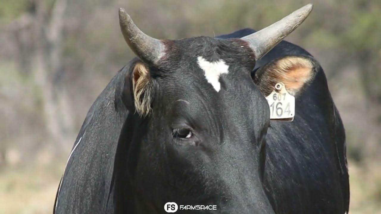 Northfield Nguni's bied aan Lot 17 - NRF 20-164 by die Nguni Regainer Groep Veiling, 13 Oktober.