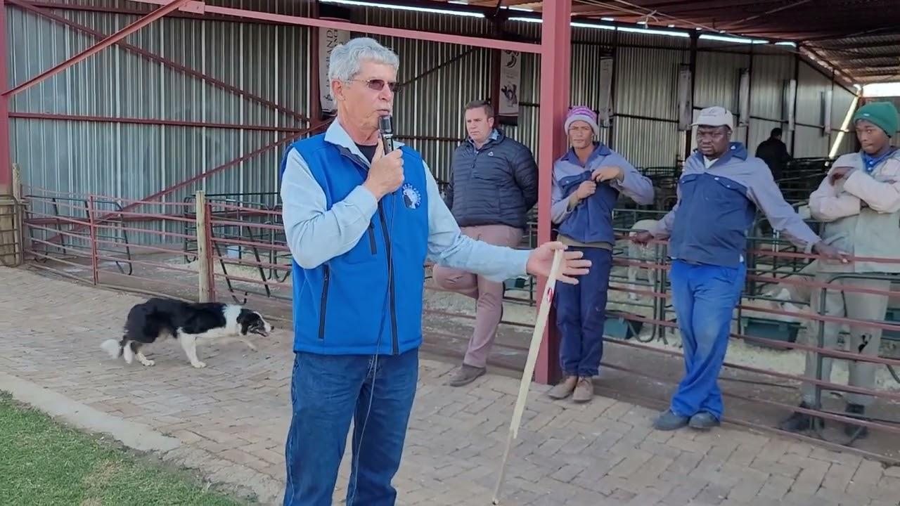 Wimpy Russow gesels oor die funsionele ooi by die Jacaranda 2022 veiling