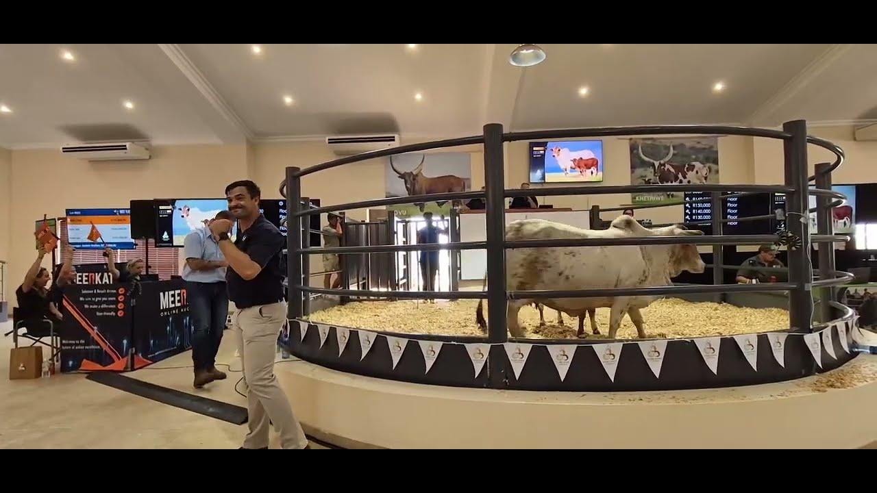 Lot 23 sells for R450 000 at the NTABA NYONI BORAN Auction to Hollenbach Boran Stud.