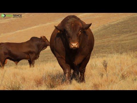 Eastern Droughtmaster Club Auction | 14 September | Harrismith
