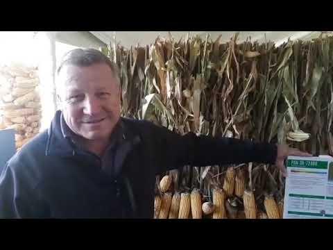Pannar Seed at Nampo 2019