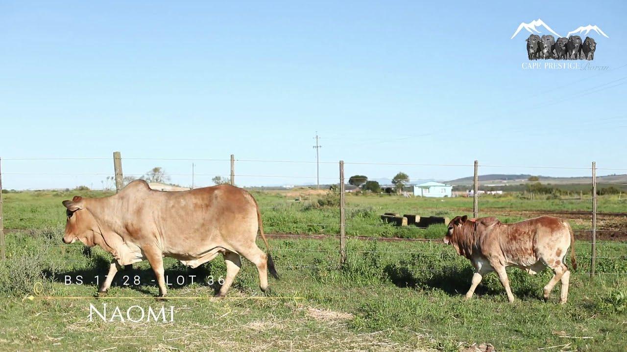 Prestige National Boran Auction Lot 36 - BS 1728 -Naomi