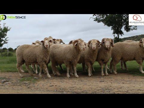 HEUNINGKRANS MERINOS PRODUCTION SALE 2021