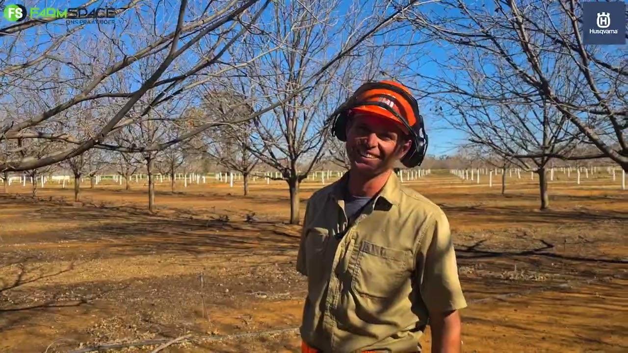 "Limb pruning" op pekanneute. Wat is dit, hoekom moet jy dit doen en hoe doen jy dit?