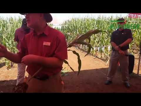 Bob Nielsen 2 - Seed size in terms of environmental factors
