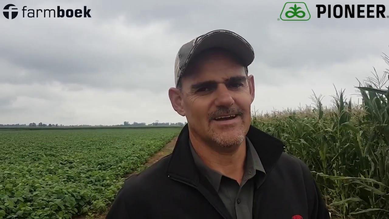 Cold strain on maize