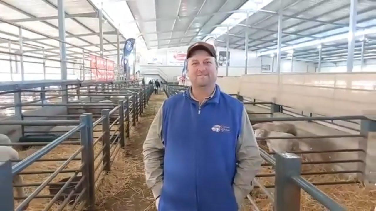 Henning, die dag voor die Vrystaat genetiese IDF Groep se 4de Ile de France veiling