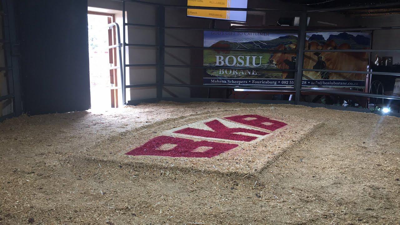 Bosiu Boran Auction 2021