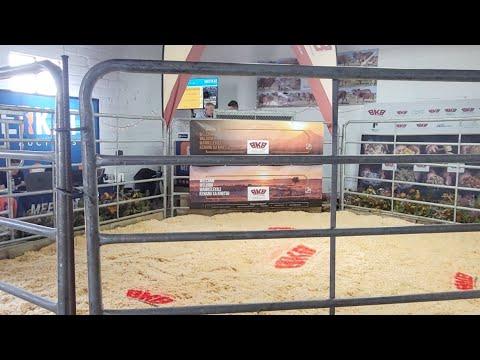 Cape Prestige Boran Auction 2022