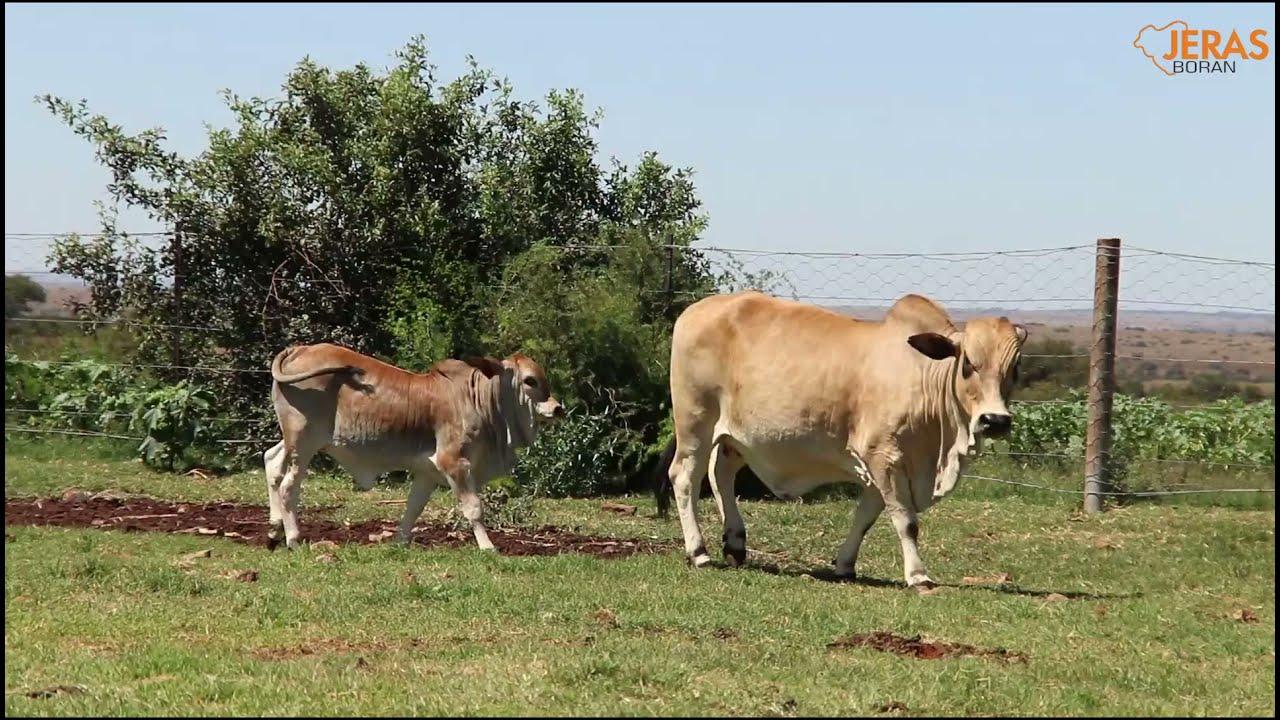 Jeras Alliance Boran Auction WG 15 113