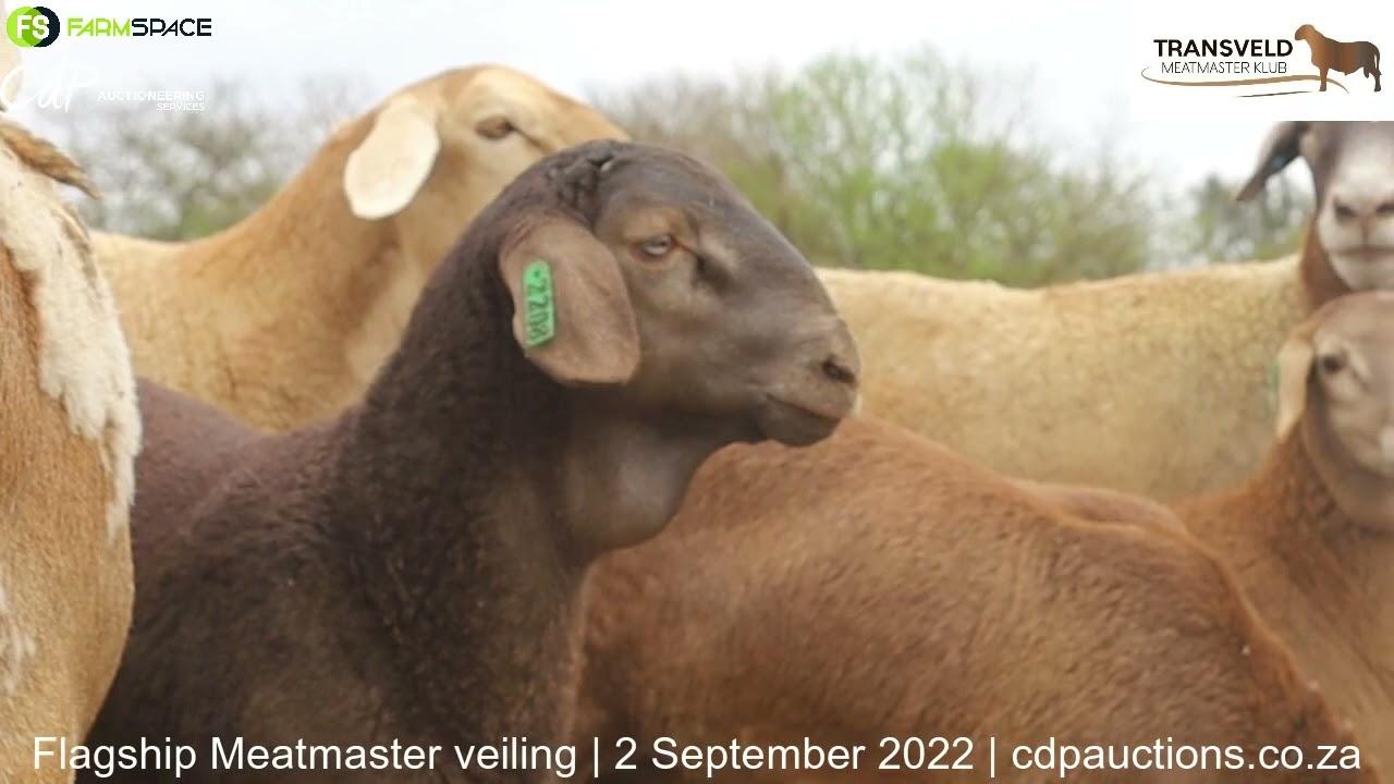 Ons gesels met Lana Prinsloo van die Schalk Burger Meatmaster oor  die Meatmaster Flagship veiling