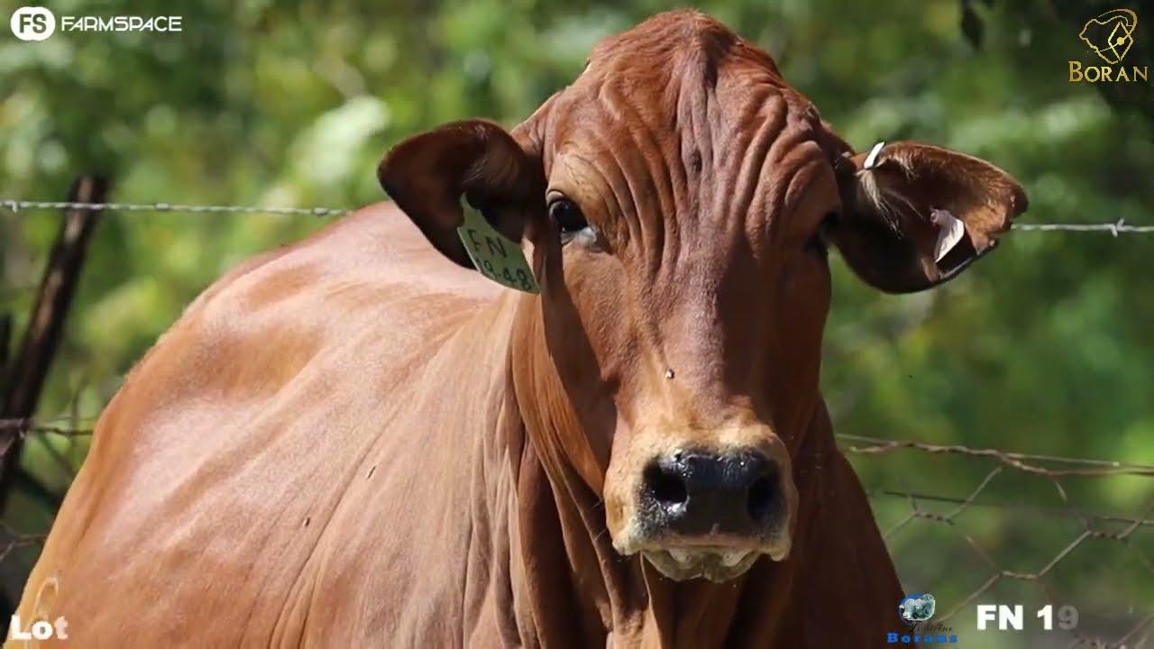 Lot 116 | FN 19-46 | Fonteine Borans | Road to the Boran National Auction | 15 July 2023