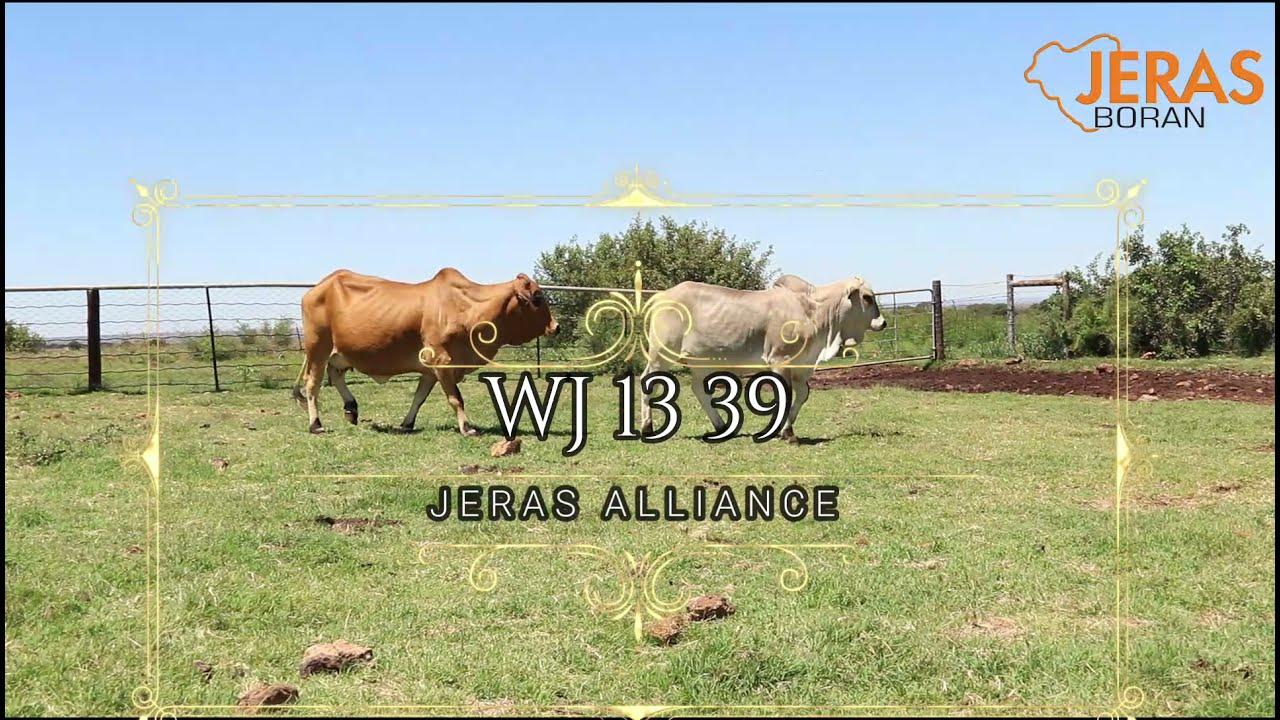 Jeras Alliance Auction WG 13 39