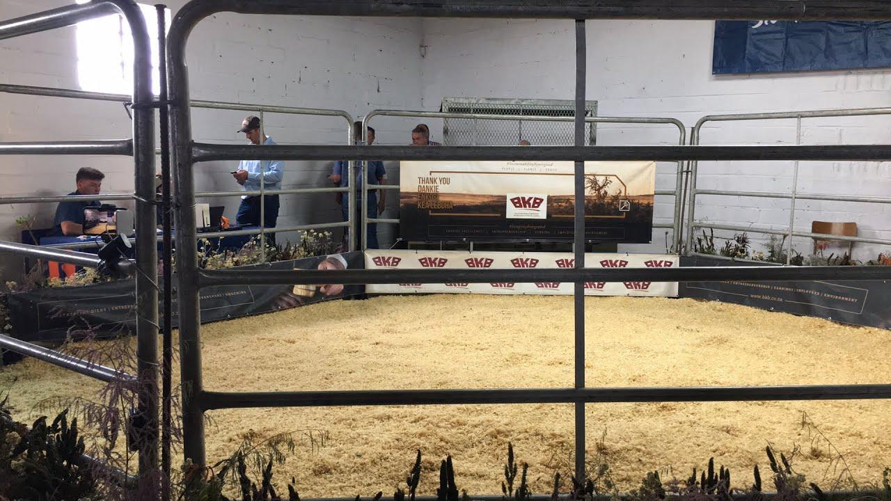 Cape Prestige Boran Auction 2021