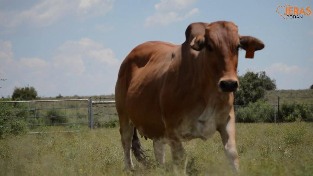 WJ 12 97 Jeras Alliance Boran Auction 9 April 2021