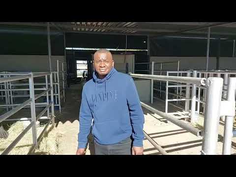 Mkhululi voor die Serfbred Brahmane Veiling oor die bulle.