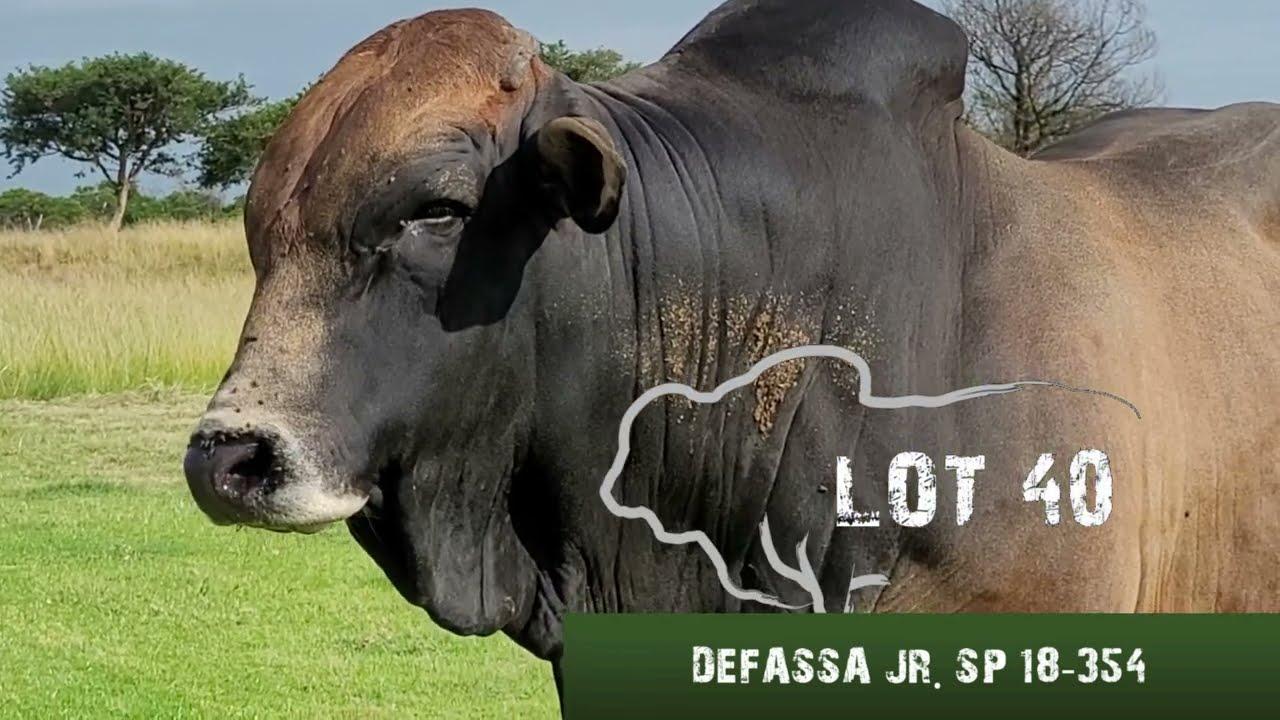 Lot 40 Defassa, SP 18 345 on sale at the Sterkfontein Boran Auction 21 April 2022