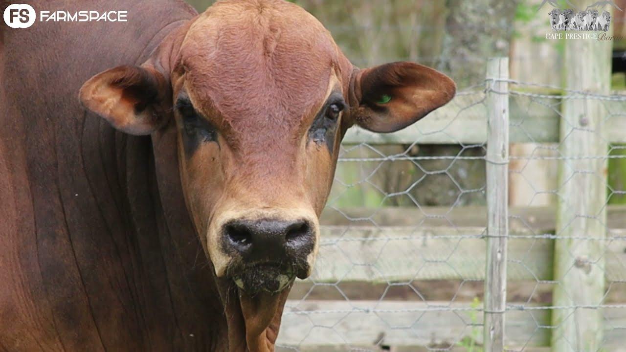 Lot 40 - DBC 17 01 - Duke