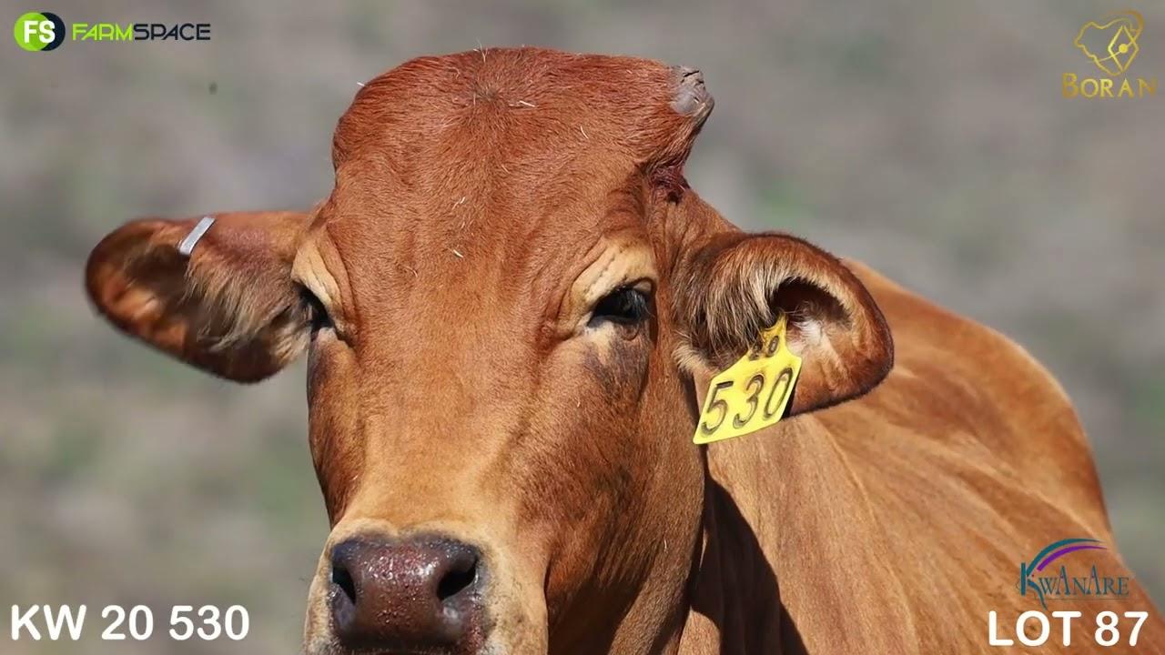 Lot 87 | KW 20-530 | Kwanare | Road to the Boran National Auction | 15 July 2023