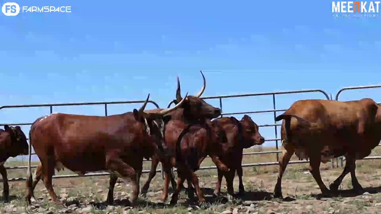 Regainer Nguni Auction Presents - Lot 43 (Commercial)