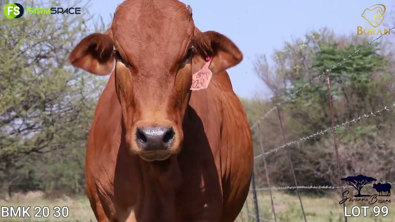 Lot 99 | BMK 20-30 | Savanna Boran | Road to the Boran National Auction | 15 July 2023