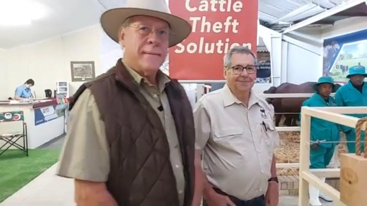 Schalk en Rudi van Pinzgauer South Africa oor die bul wat hulle NAMPO 2024 toe gebring het