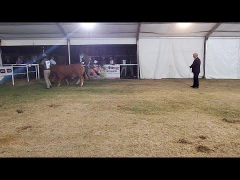 Limousin bulls show