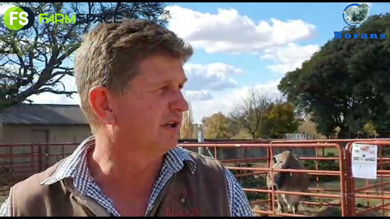 Christopher Havenga talked to us about the Fonteine Boran Auction which will take place tomorrow.