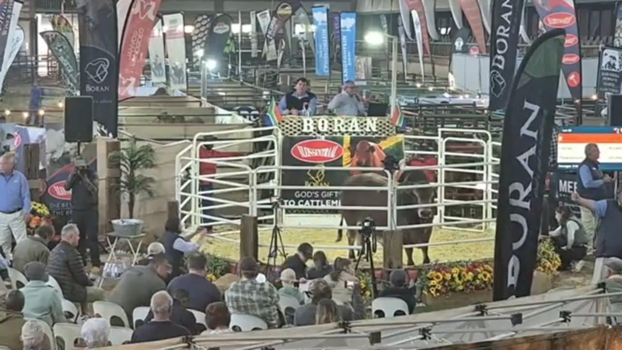 Boran Cattle Breeders' Society of SA se Boran National Auction 2024 regstreeks vanaf die Afridome.