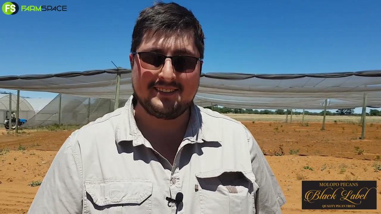 Molopo Pecans - Rootcontrol Pot Bome vs Bareroot bome
