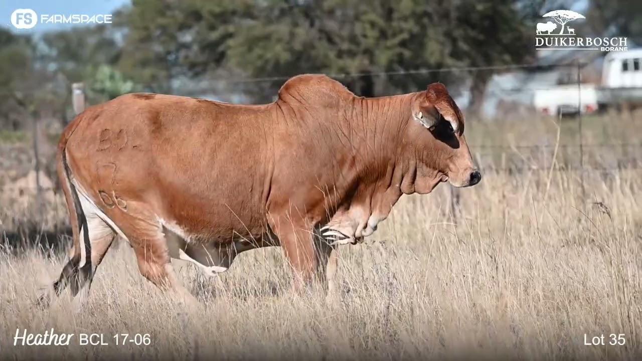 Lot 35 | BCL 17-06 | Duikerbosch | Road to the Boran National | 15 July 2023