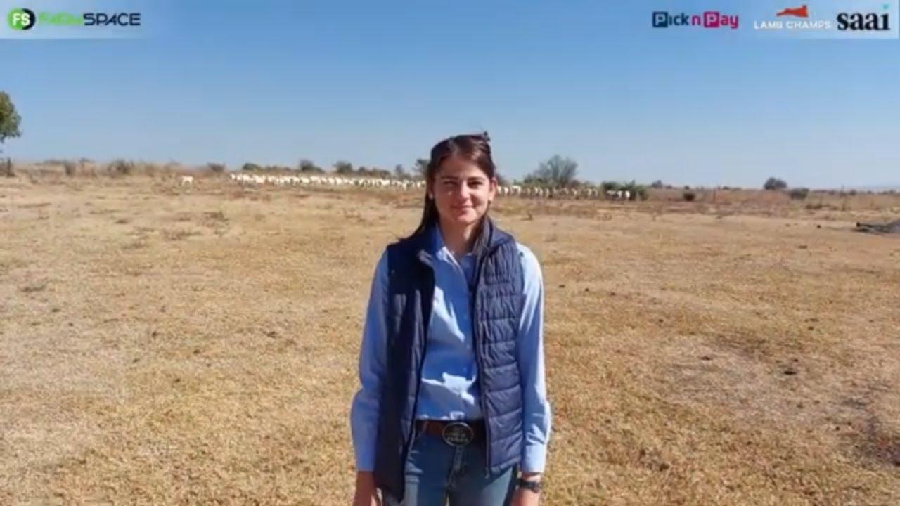 Hoekom glo Gietzmann Boerdery hulle staan 'n kans by Lamb Champs 2024?
