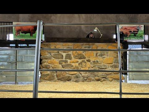 Droughtmaster Heart of the Heard Sale by Vova Genetics live from Nottingham Road, South Africa.