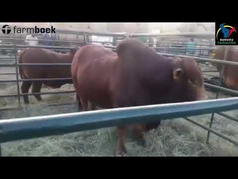 Poncho the Boran bull is not happy!