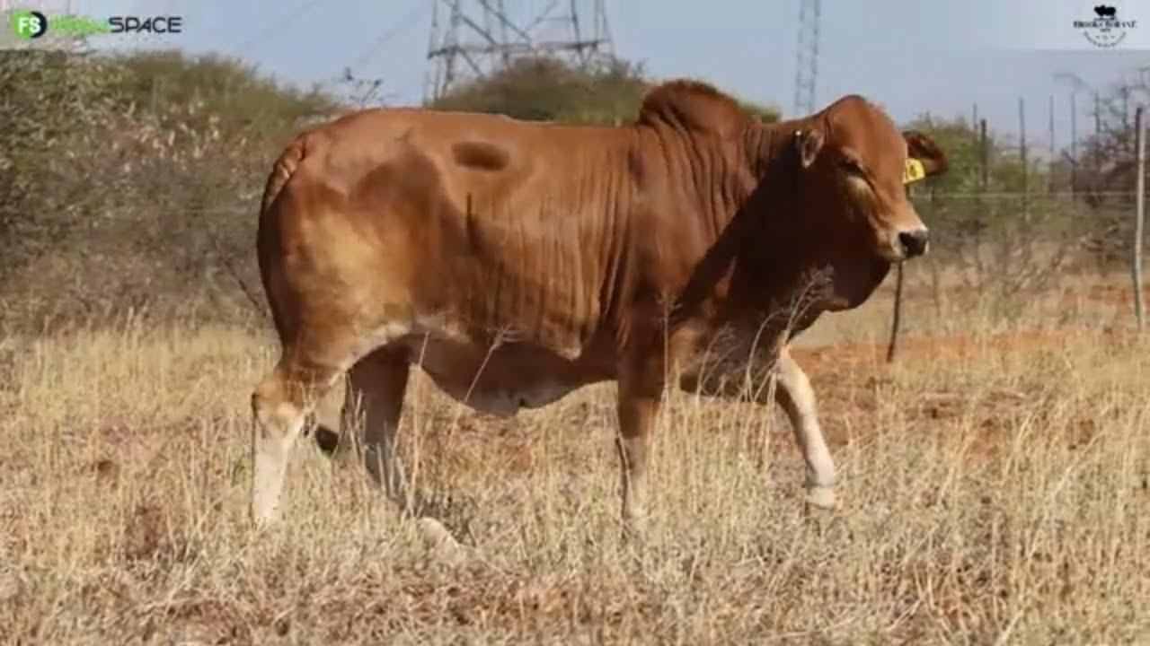 Brooks Boran bied met trots aan Lot 82 | BRO 22 74 on 13 July 2024