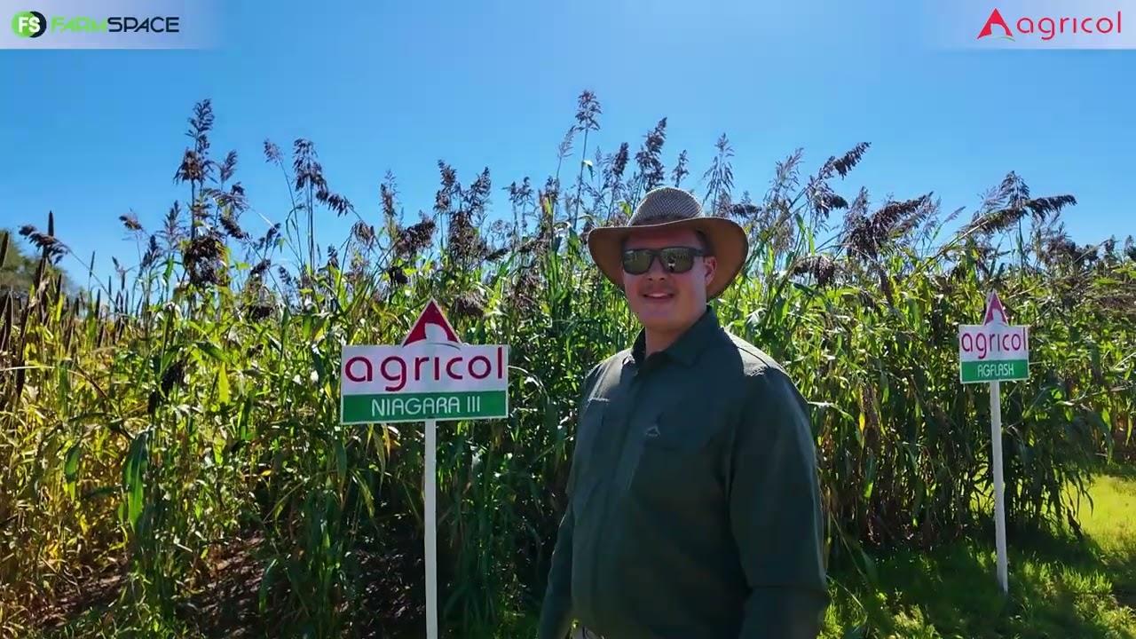 Wil jy jou diere soetkos gee? Morné van Agricol vertel meer oor hulle sorghum gewasse.