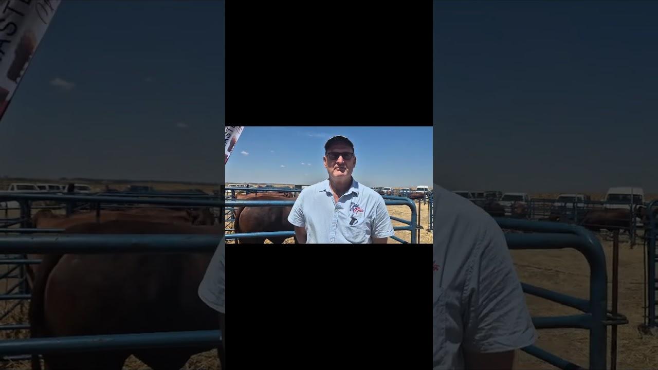 Mornay Verster van Le Roc Droughtmaster teel al vir amper 3 dekades na sekere funksionele bees.