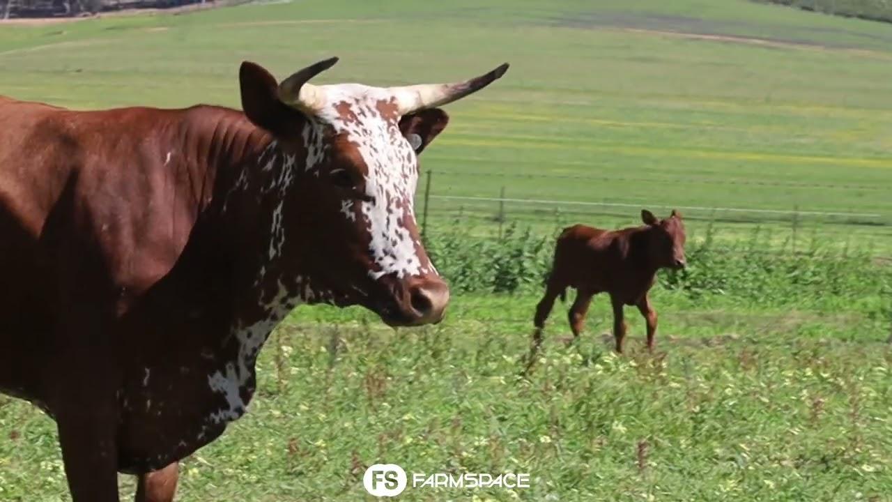 Exsteen Nguni's bied aan Lot 68 - EX 19-436 by die Nguni Regainer Groep Veiling, 13 Oktober.