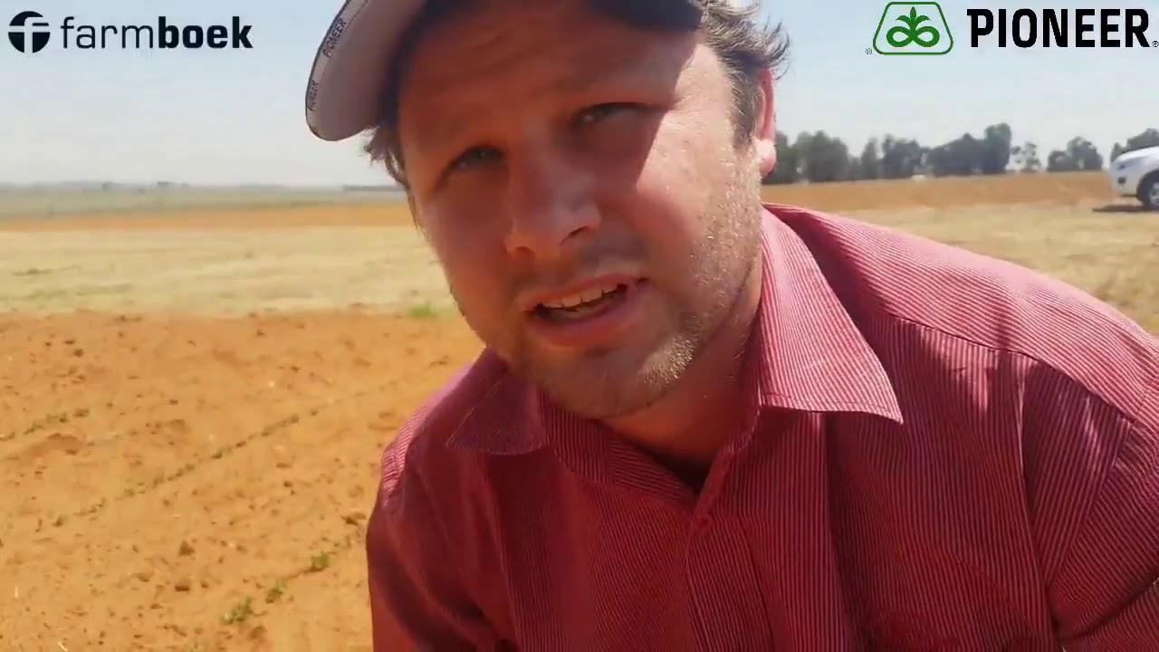 Pioneer Soy 2018/2019