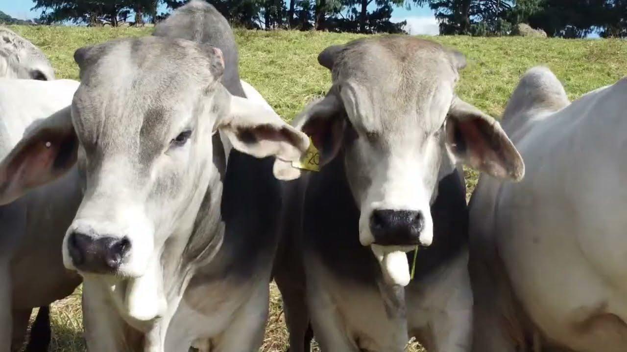 Stey Braes 25th Annual Production Auction 2022 - Brahman Promo