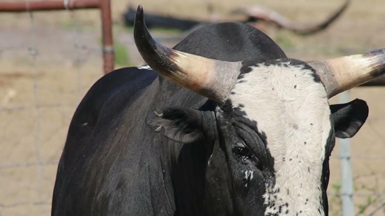 Qhina Nguni's present Lot 4 - Q 19-40 at the Nguni Regainer Group Auction, 13 October.