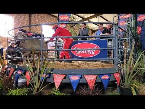 Duurste Merino SA ram verkoop vir R23 000 by die OTVL Ram en Bulveiling